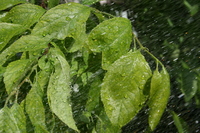 /Bilder/Kamera/Baum Regen.jpg